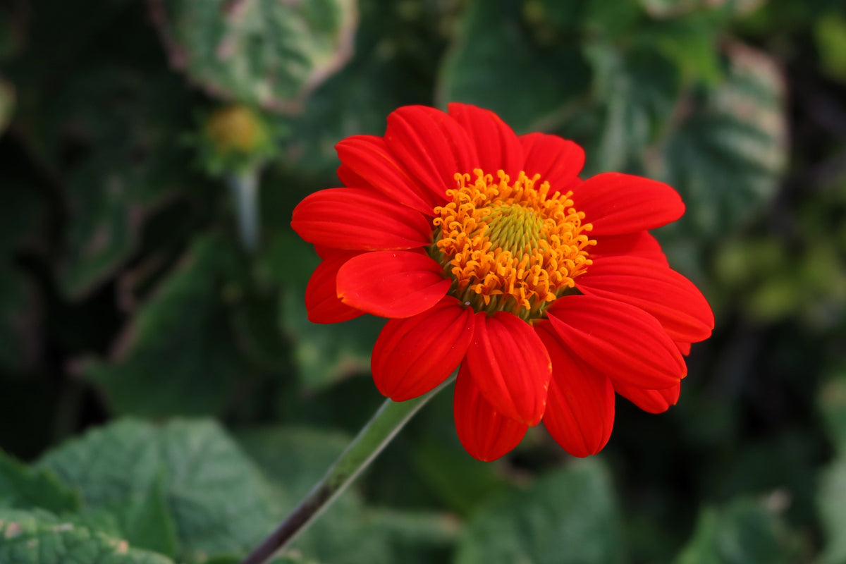 50 RED MEXICAN Torch SUNFLOWER Tithonia Rotundifolia Red Orange Flower Seeds