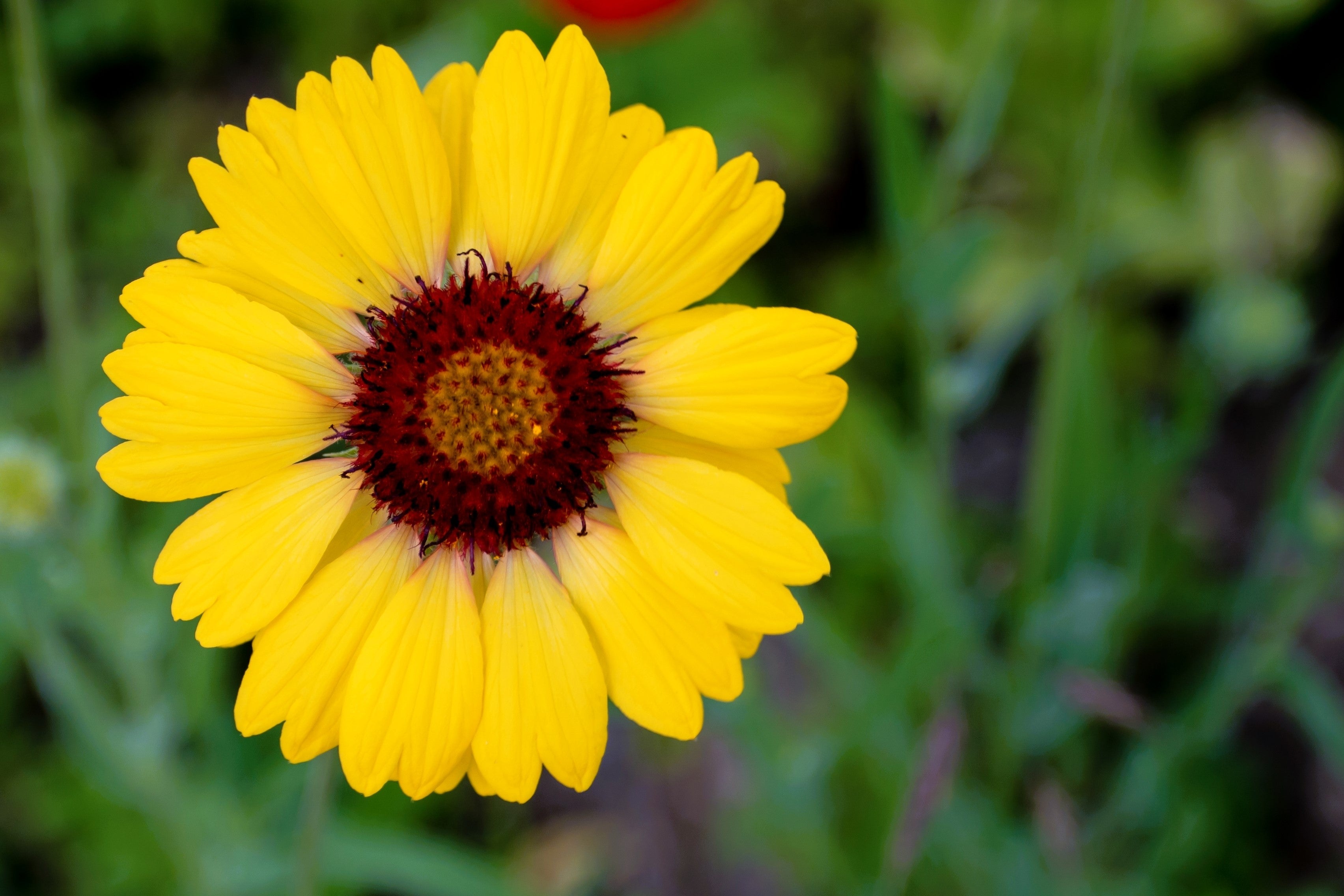 100 YELLOW GAILLARDIA (Blanket Flower / Indian Blanket) Gaillardia Aristata Flower Seeds