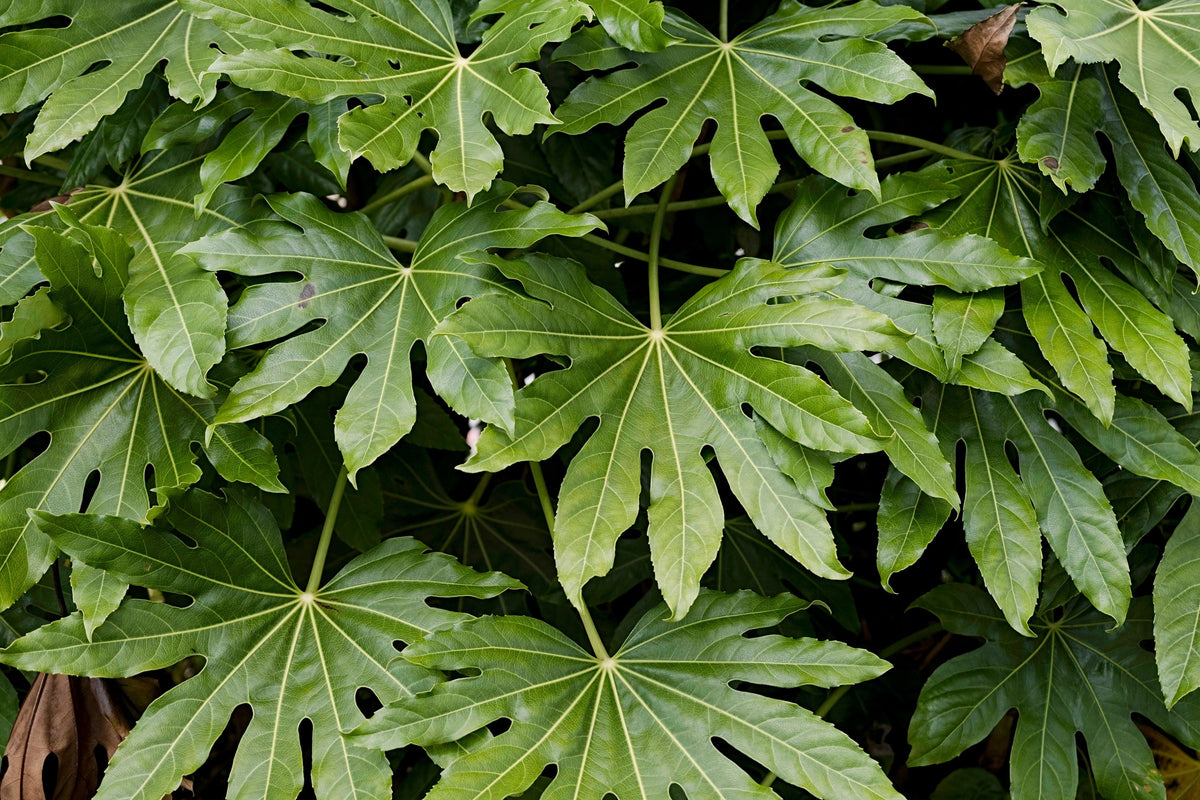 10 JAPANESE FATSI Shrub Flower Paperplant Fatsia Aralia Japonica Seeds