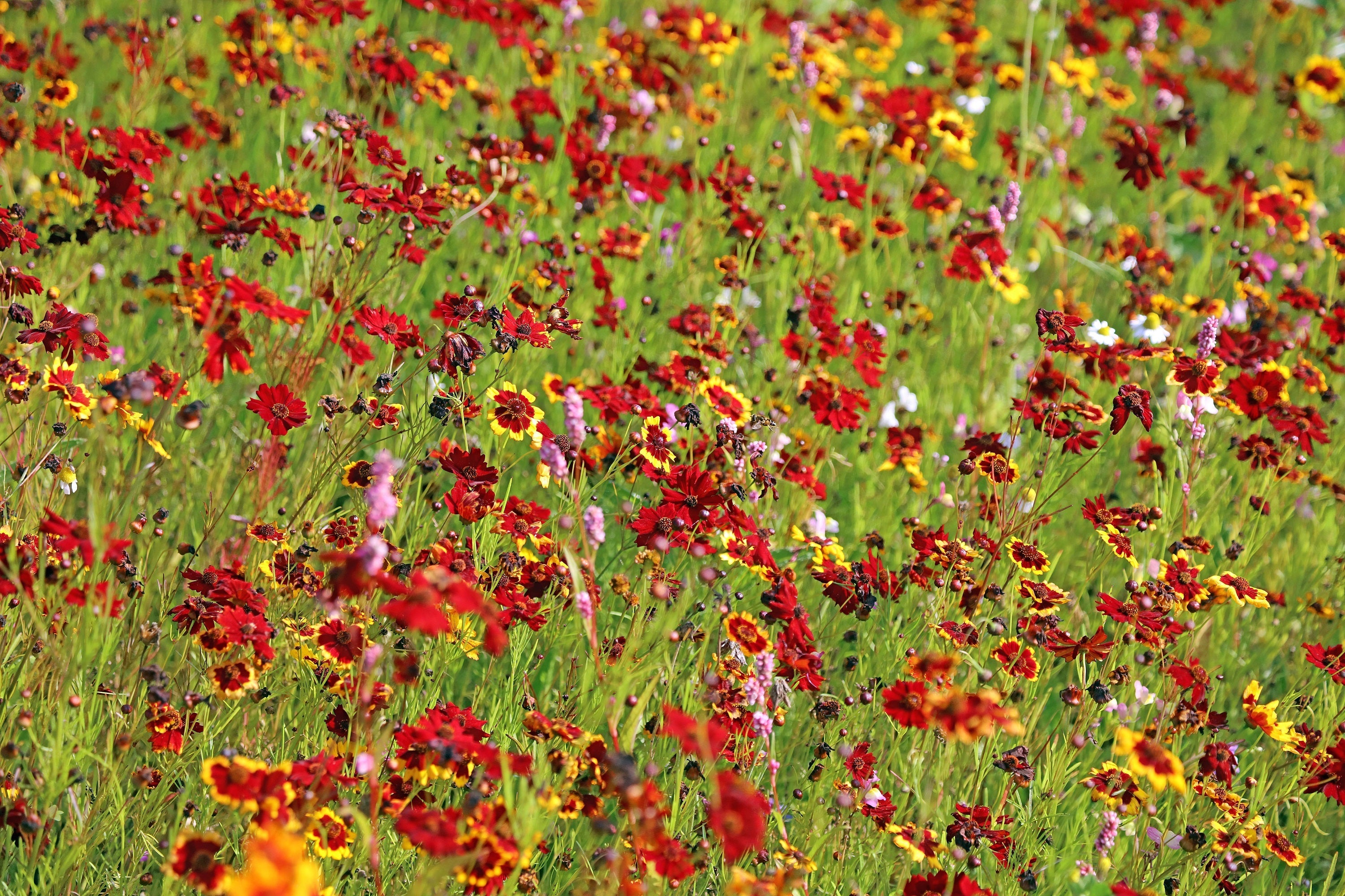 50 MAHOGANY MIDGET COREOPSIS Tinctoria Red Dwarf Flower Seeds