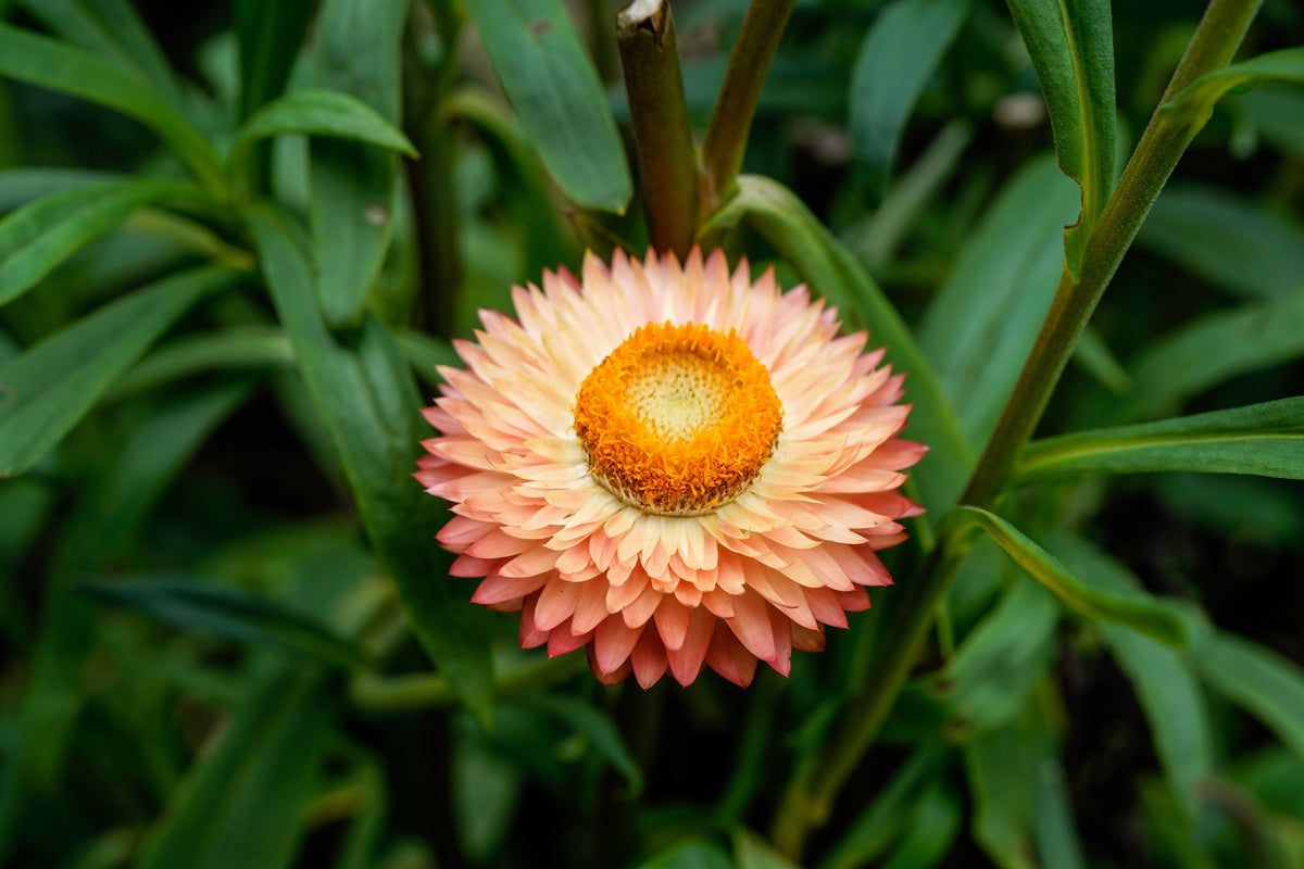 100 APRICOT & PEACH STRAWFLOWER Organic Mix Coral Paper Daisy Helichrysum Bracteatum Flower Seeds