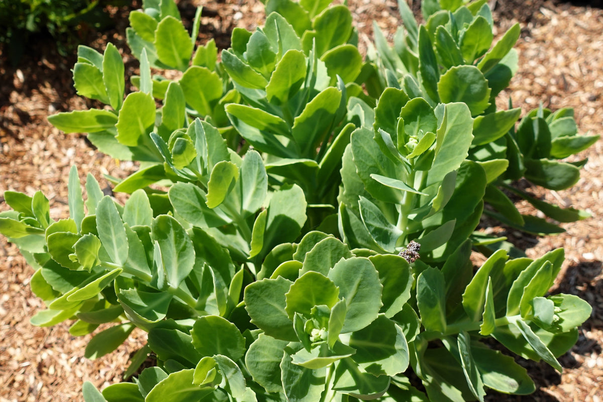 10 EMPEROR'S WAVE SEDUM Red Upright Telephium Succulent Stonecrop Flower Hylotelephium Seeds