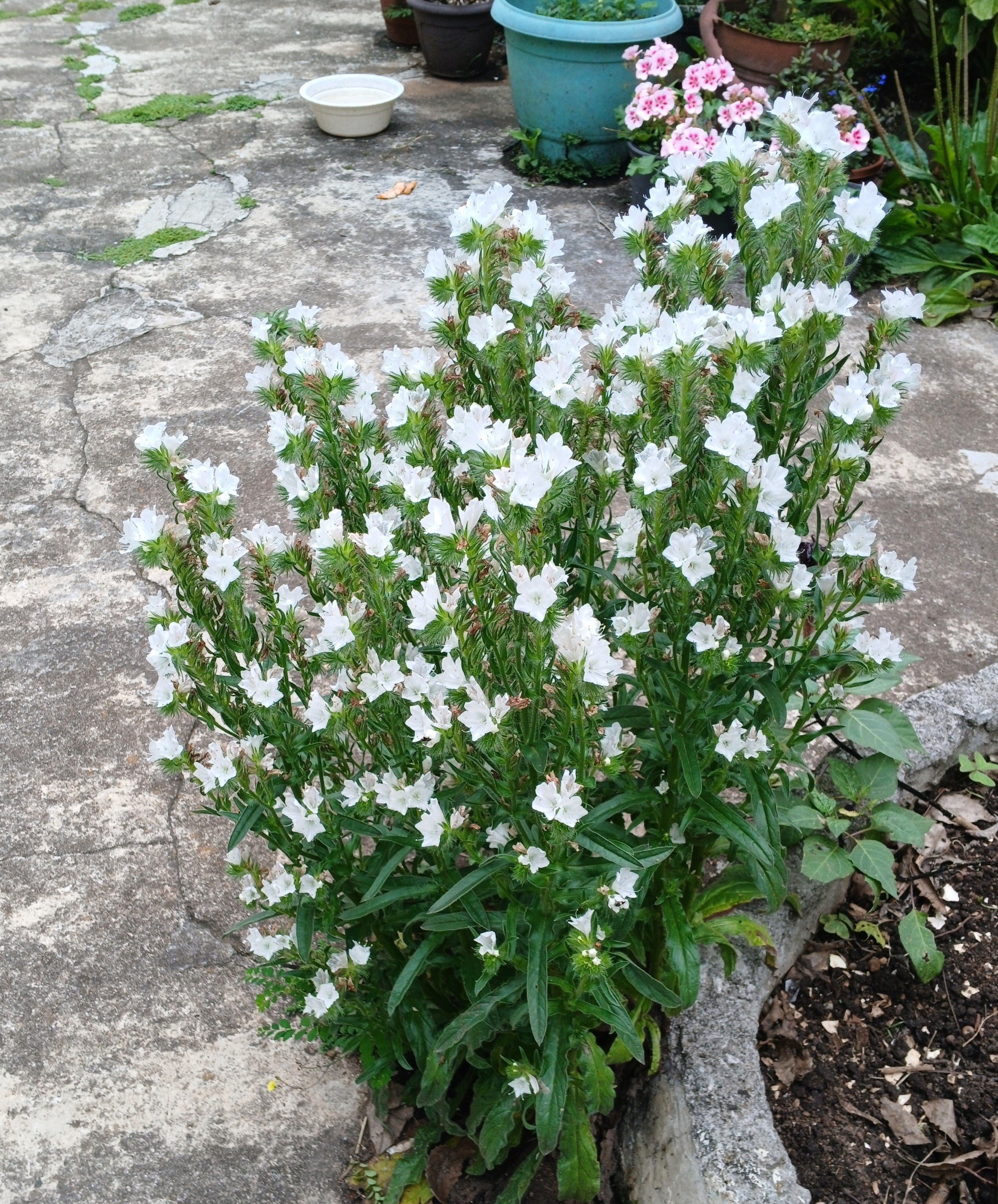 25 WHITE VIPER'S BUGLOSS Echium Plantagineum White Bedder Flower Seeds