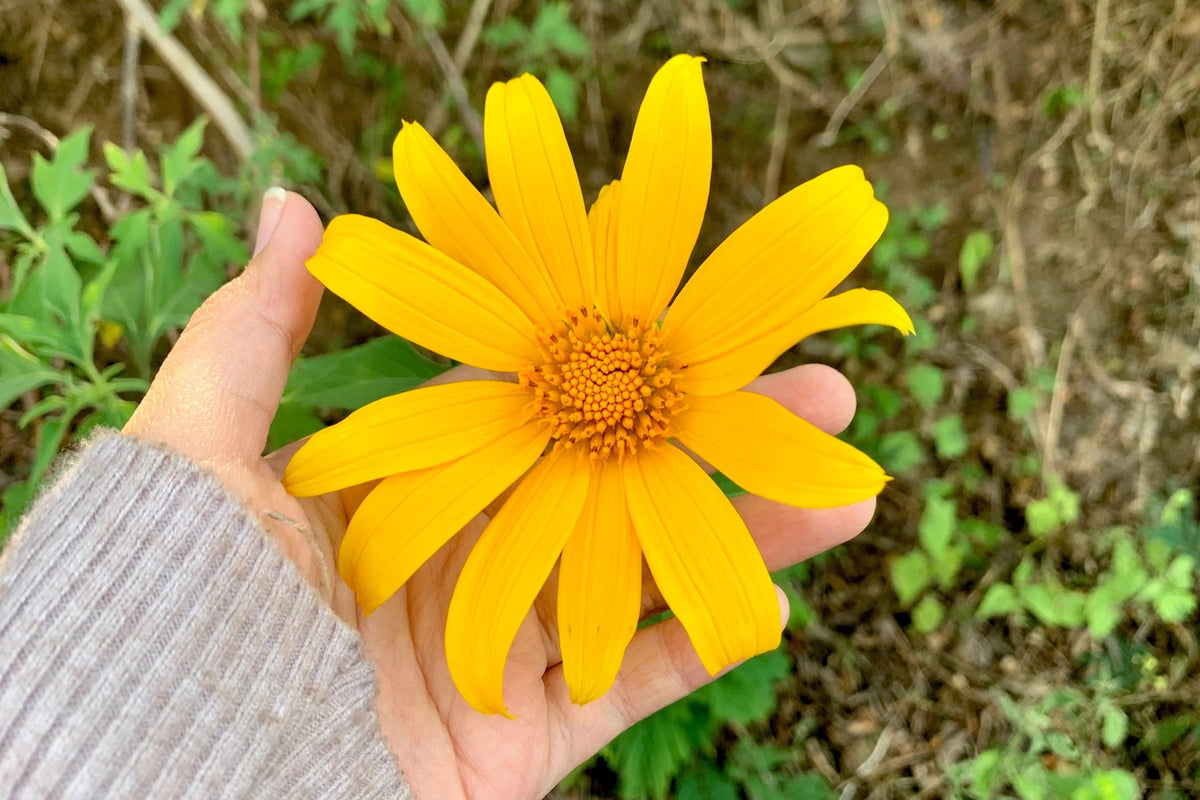 25 YELLOW Torch MEXICAN SUNFLOWER Tithonia Speciosa Flower Seeds