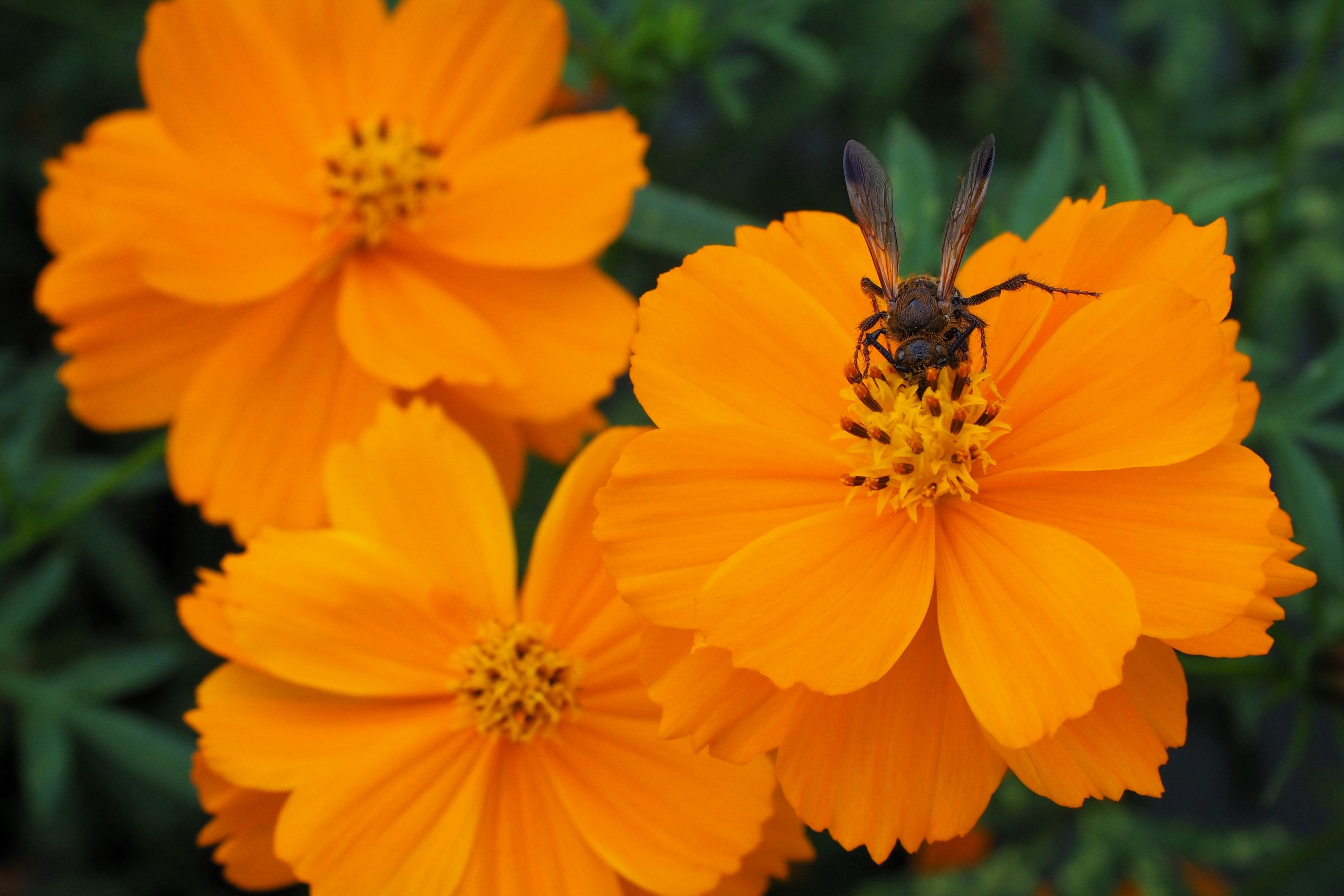 150 ORANGE SULPHUR COSMOS Klondike Sulphureus Seeds