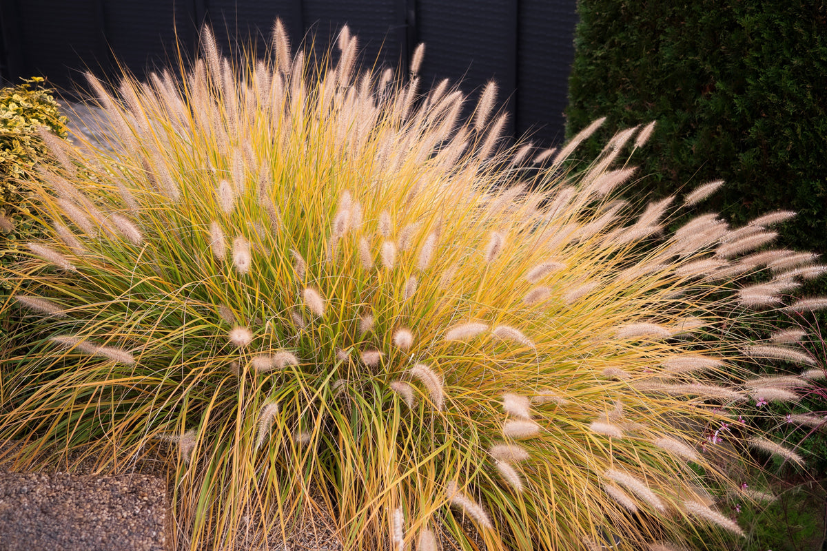 25 Dwarf Purple CHINESE FOUNTAIN GRASS Pennisetum Alopecuroides Hardy Ornamental Seeds