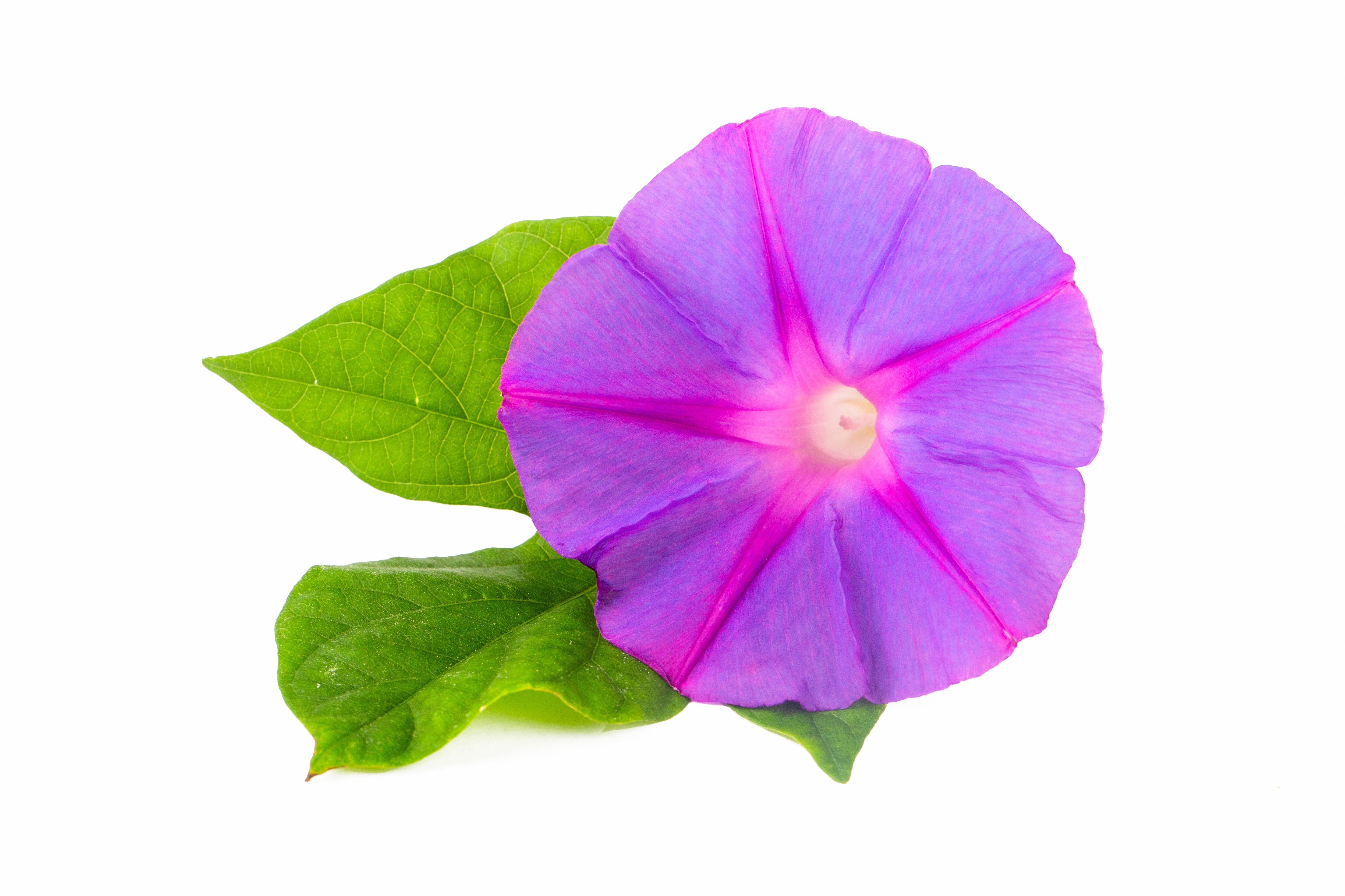 100 GRANDPA OTT MORNING GLORY Ipomoea Purpurea Flower Vine Seeds