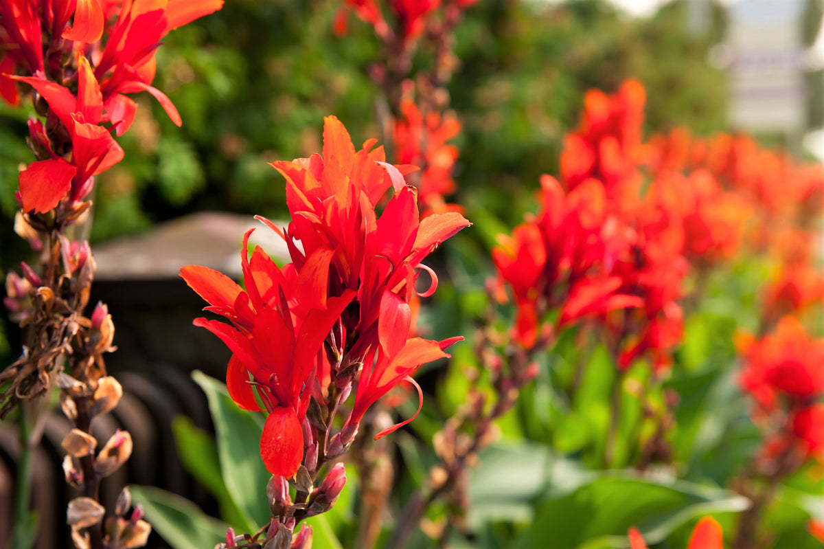 5 RED CANNA LILY Indian Shot Canna Indica Flower Seeds