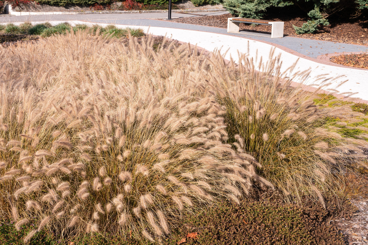 25 Dwarf Purple CHINESE FOUNTAIN GRASS Pennisetum Alopecuroides Hardy Ornamental Seeds
