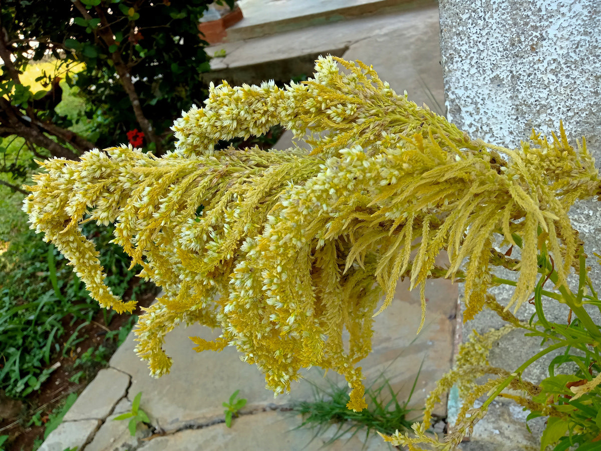 100 Pastel AUTUMNS TOUCH AMARANTHUS Cruentus Bronze Coral Apricot Flower Seeds