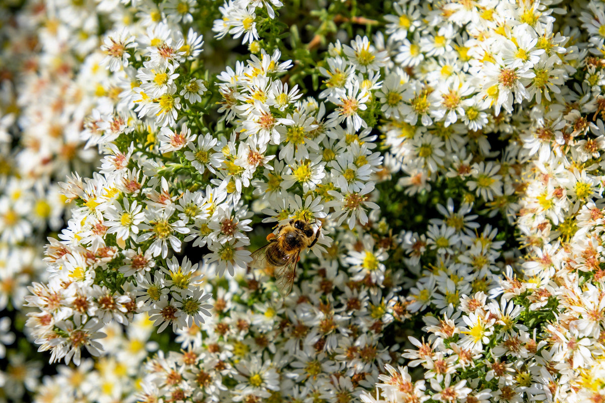 100 WHITE HEATH ASTER Prairie Ericoides Flower Seeds