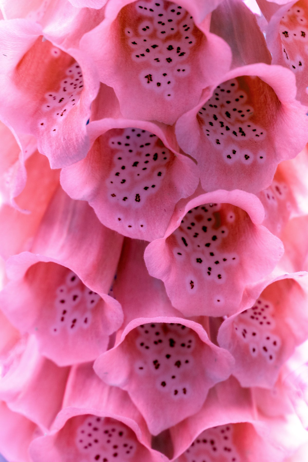 1000 PINK FOXGLOVE Digiitalis Purpurea Flower Seeds