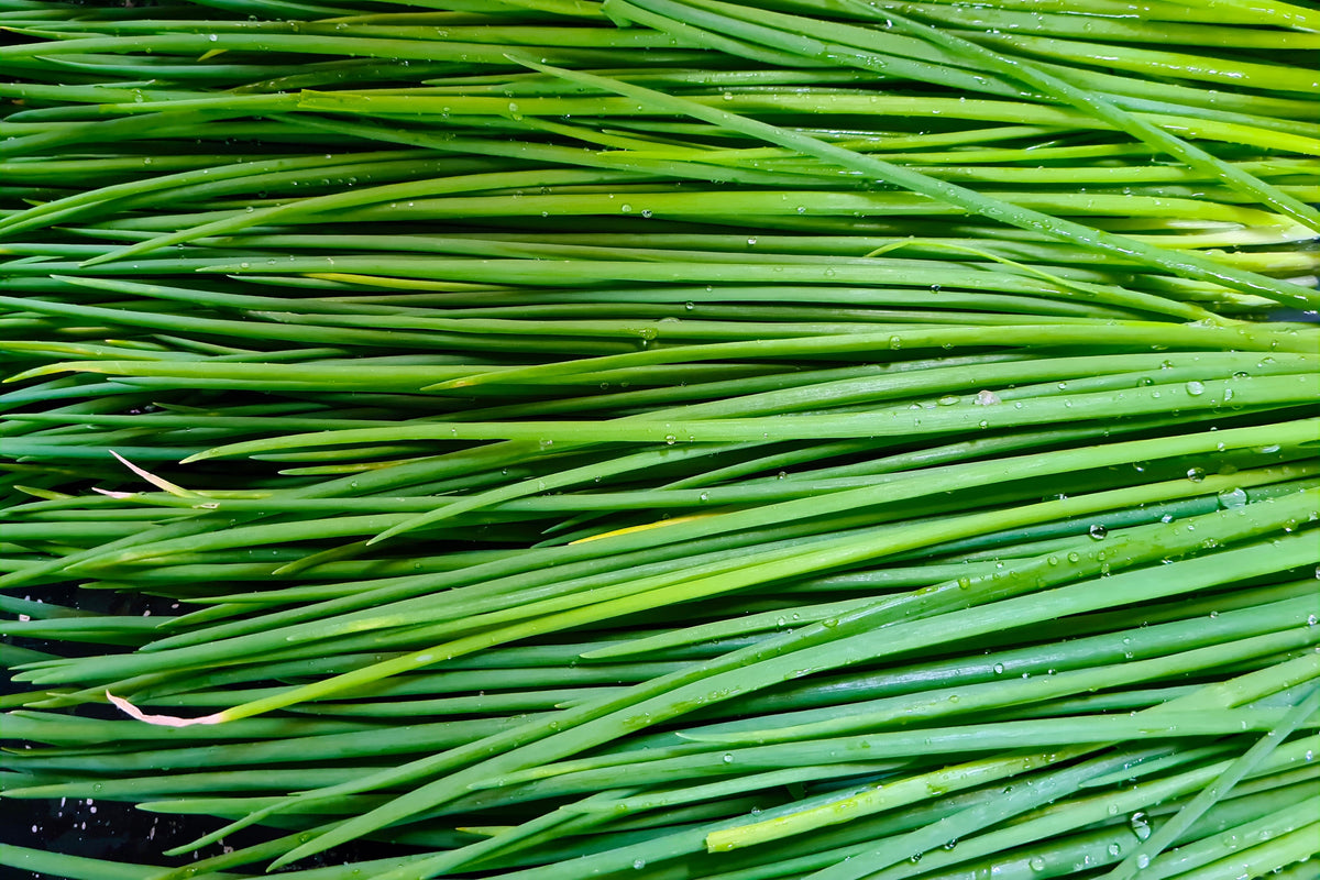 500 CHIVE Allium Schoenoprasum Vegetable Seeds