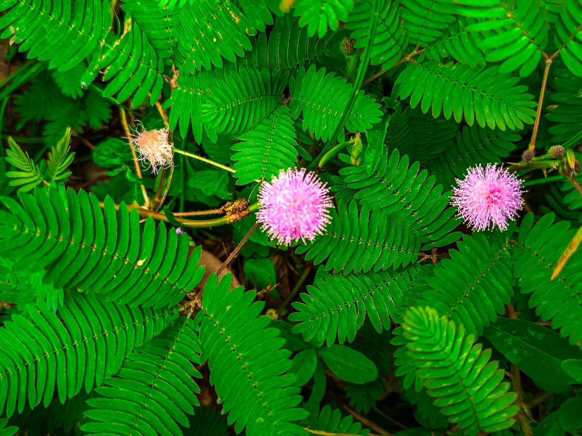 100 MIMOSA Pudica / SENSITIVE PLANT / Touch Me Not Flower Seeds