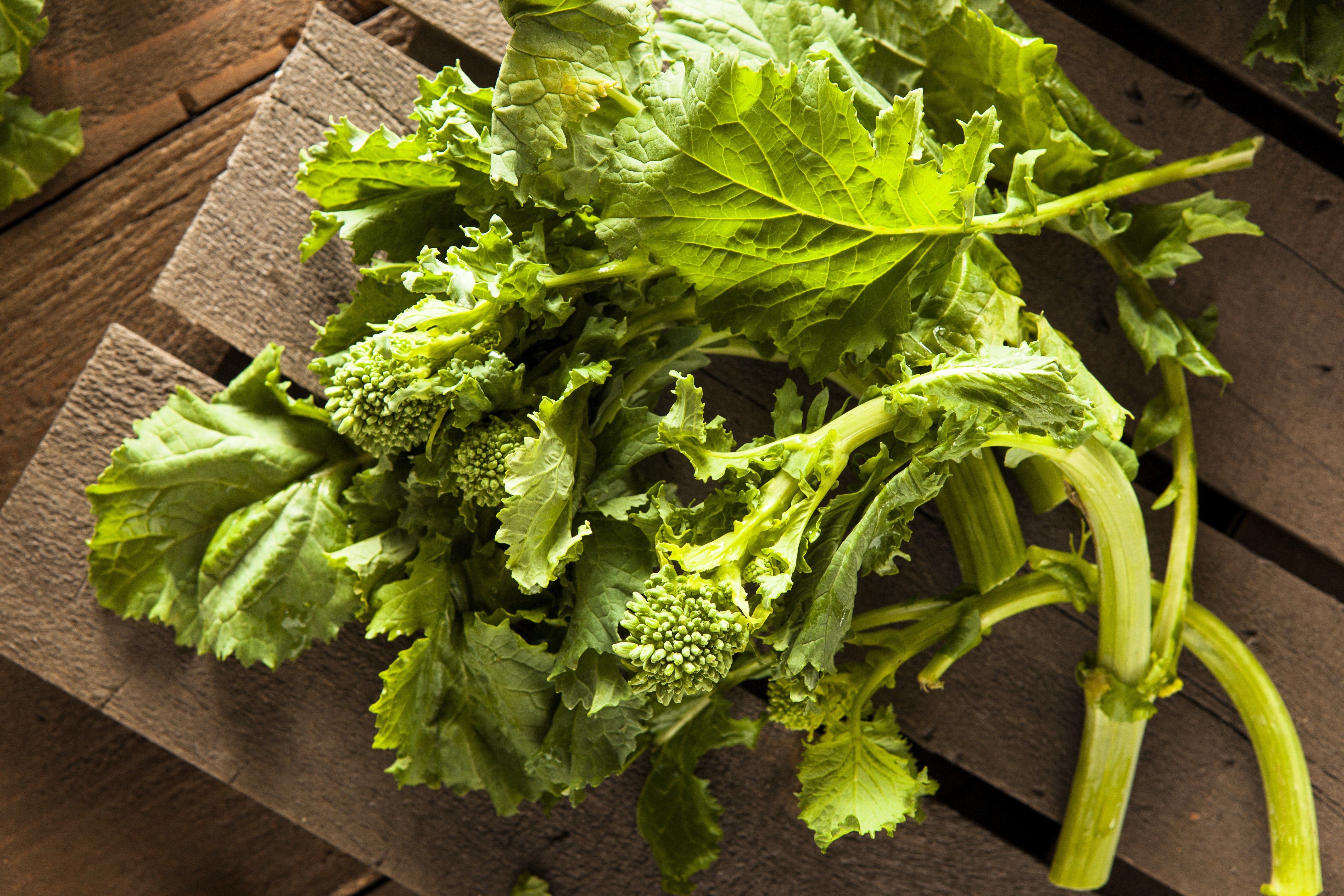 1000 EARLY Fall RAPINI BROCCOLI (Broccoli Raab / Broccoli Rabe / Brocoletti / Cima di Rapa) Brassica Ruvo Vegetable Seeds