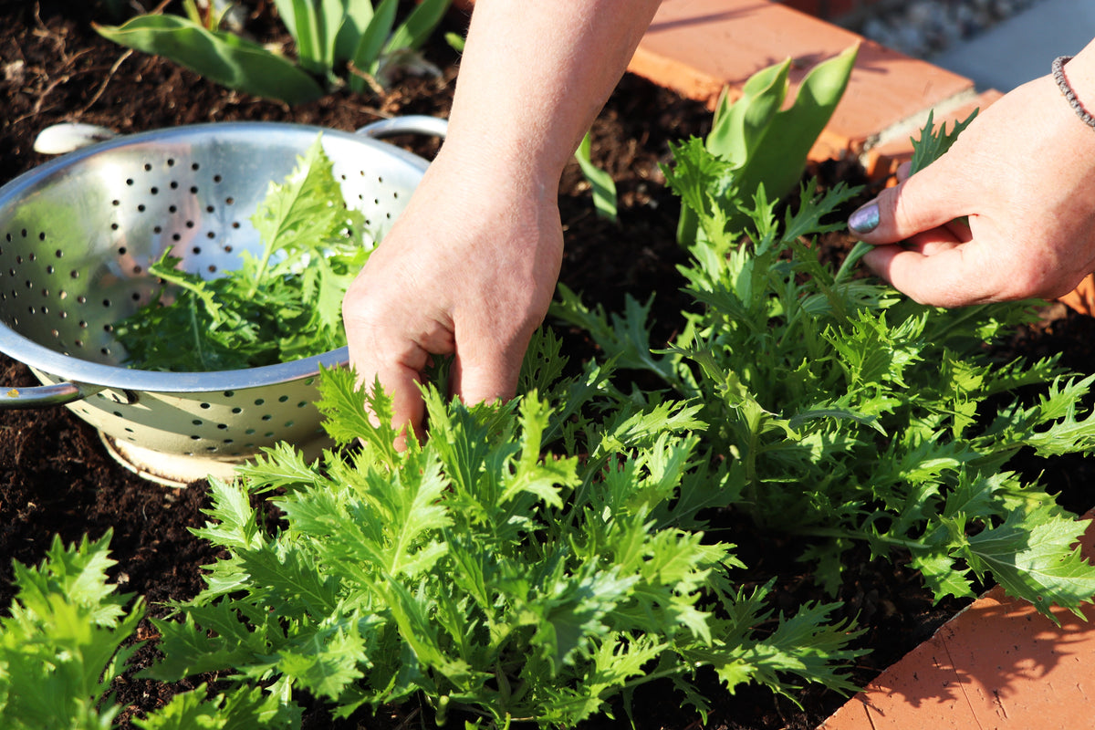 1000 GREEN MIZUNA MUSTARD Japanese Greens Brassica Juncea Herb Vegetable Seeds