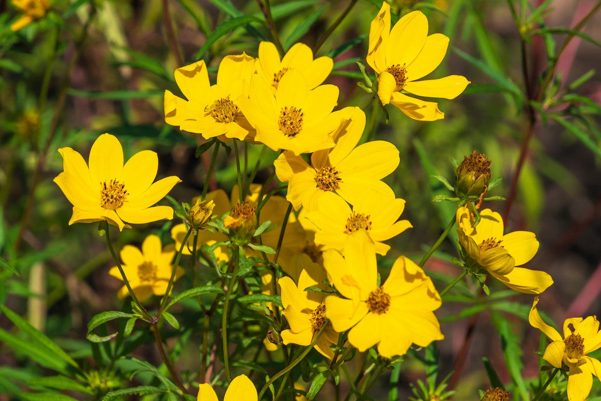200 Yellow SWAMP MARIGOLD Bidens Aristosa Mutica Flower Seeds