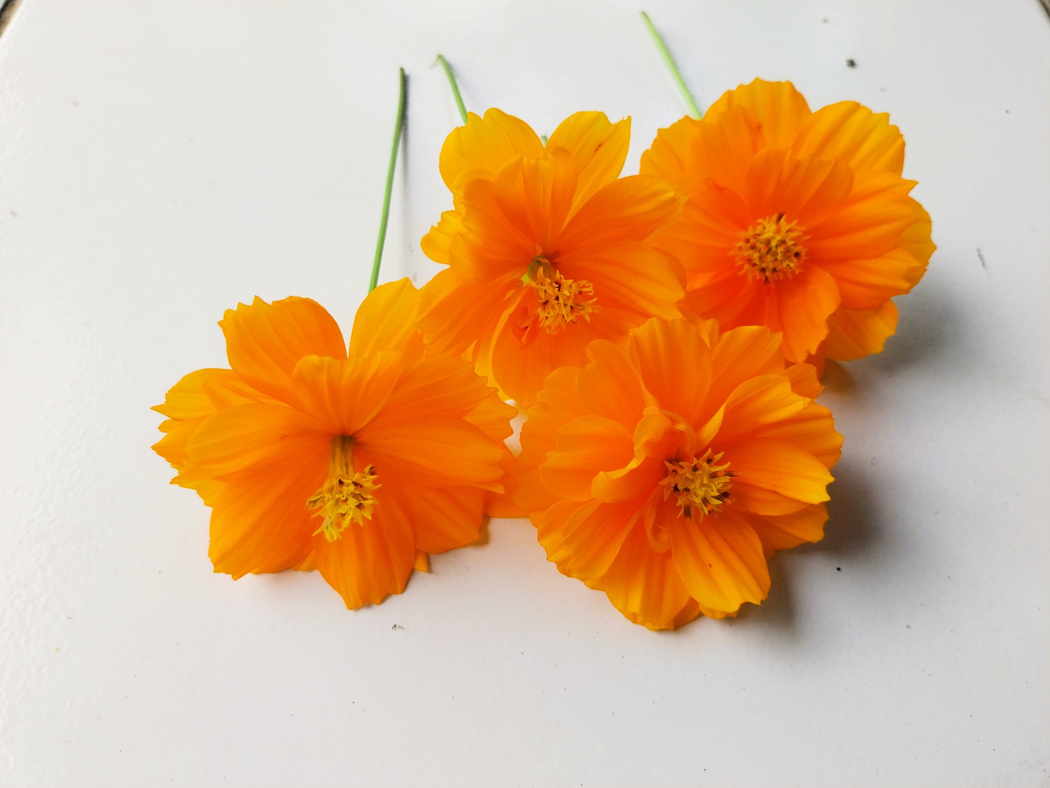 150 ORANGE SULPHUR COSMOS Klondike Sulphureus Seeds