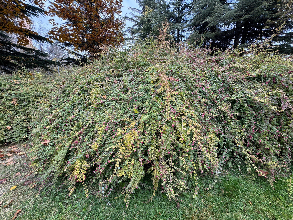 25 CORALBERRY Shrub Flower Pink Indian Currant Symphoricarpos Orbiculatus Seeds