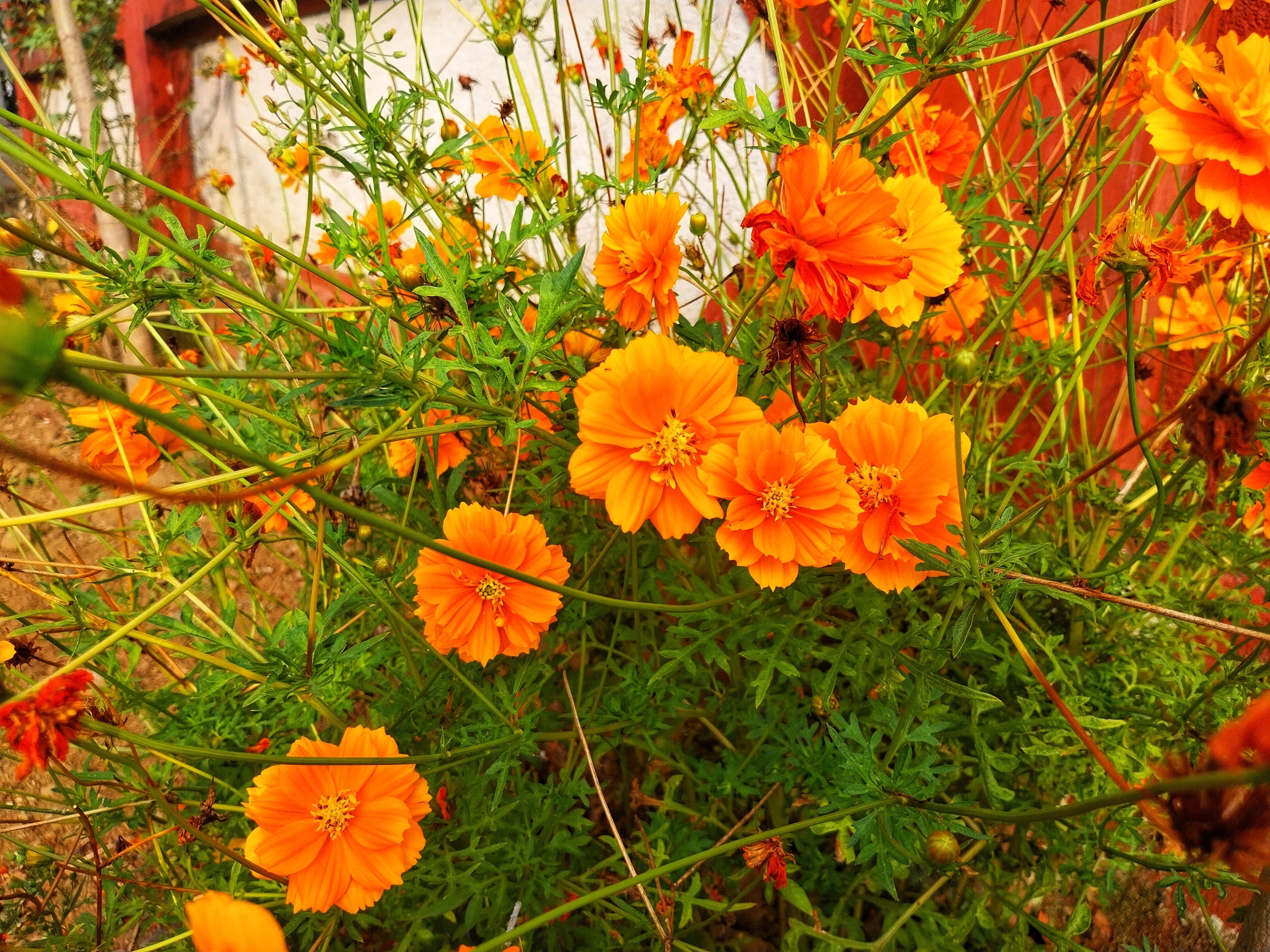 150 ORANGE SULPHUR COSMOS Klondike Sulphureus Seeds