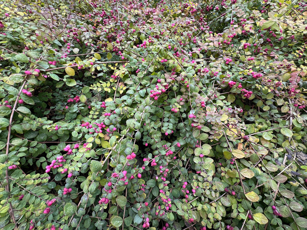 25 CORALBERRY Shrub Flower Pink Indian Currant Symphoricarpos Orbiculatus Seeds