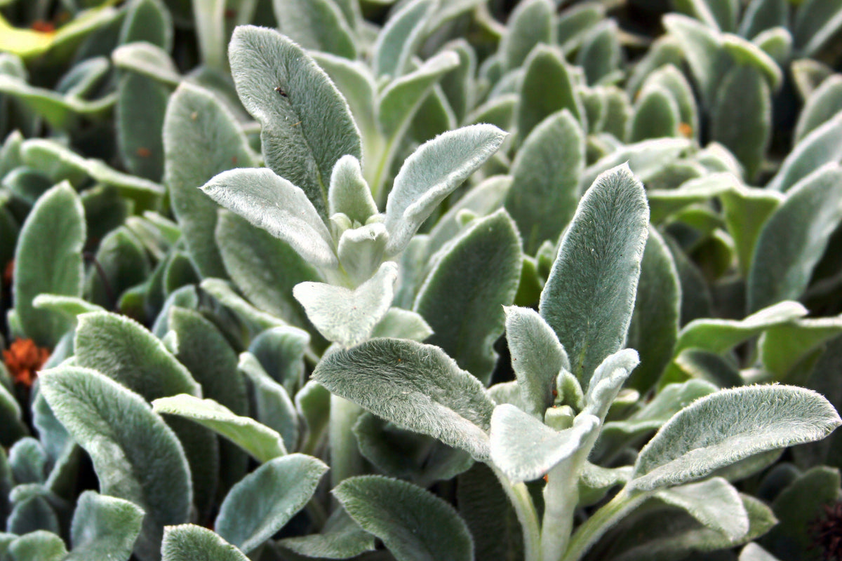 100 Wolly LAMBS EAR Stachys Byzantina Silvery Fuzzy Leaves Purple Flower Seeds