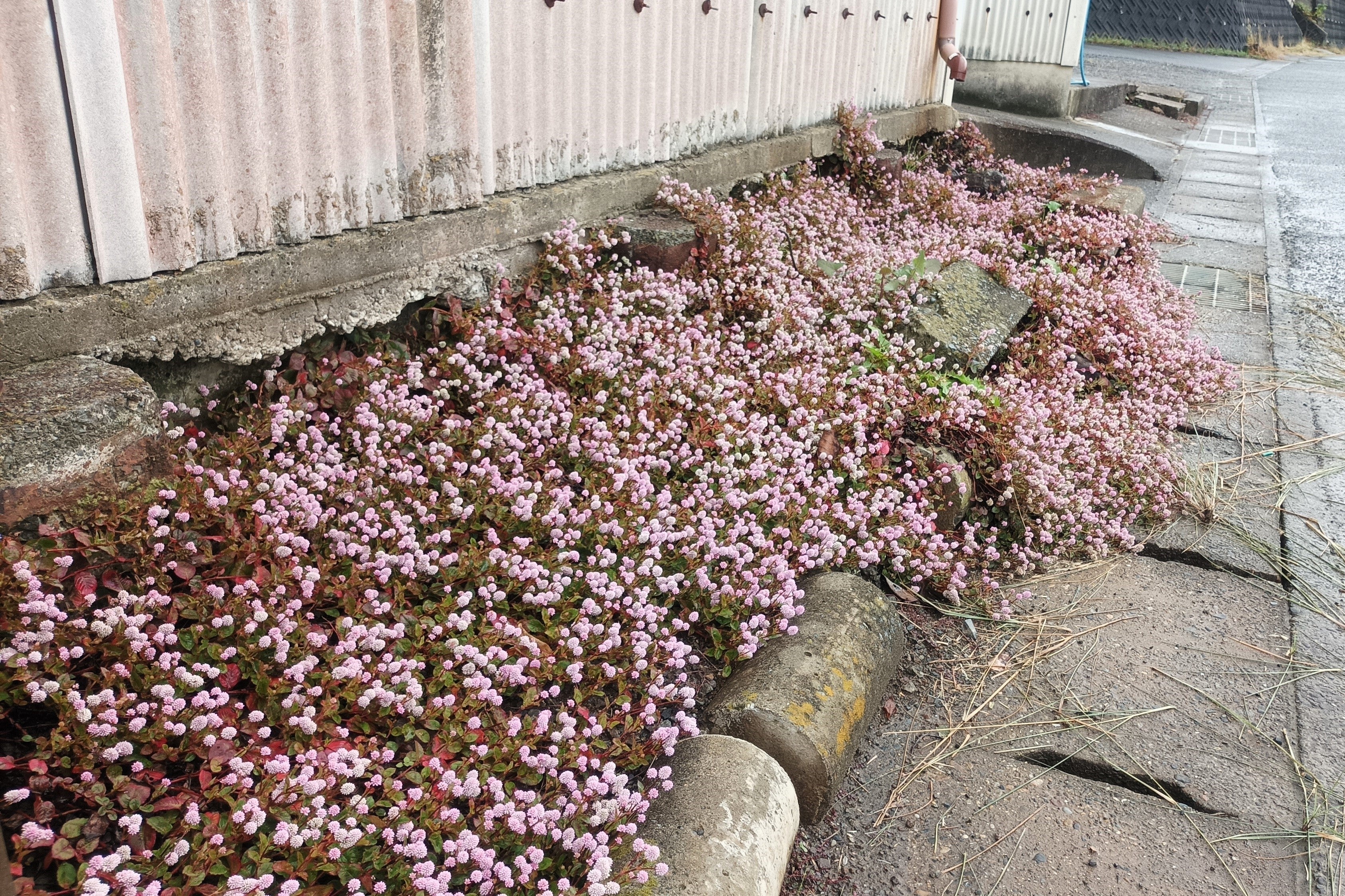 20 PUNCHING BALLS Pink Buttons Persicaria Capitata Polygonum Flower Seeds