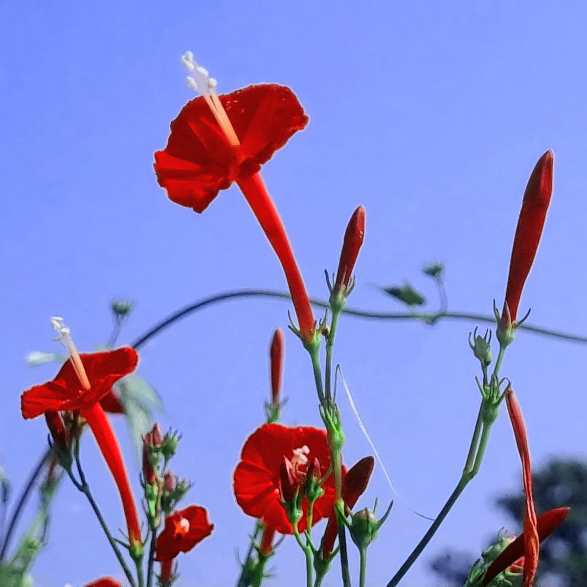 30 CARDINAL CLIMBER VINE Ipomea Quamoclit Red Flower Seeds
