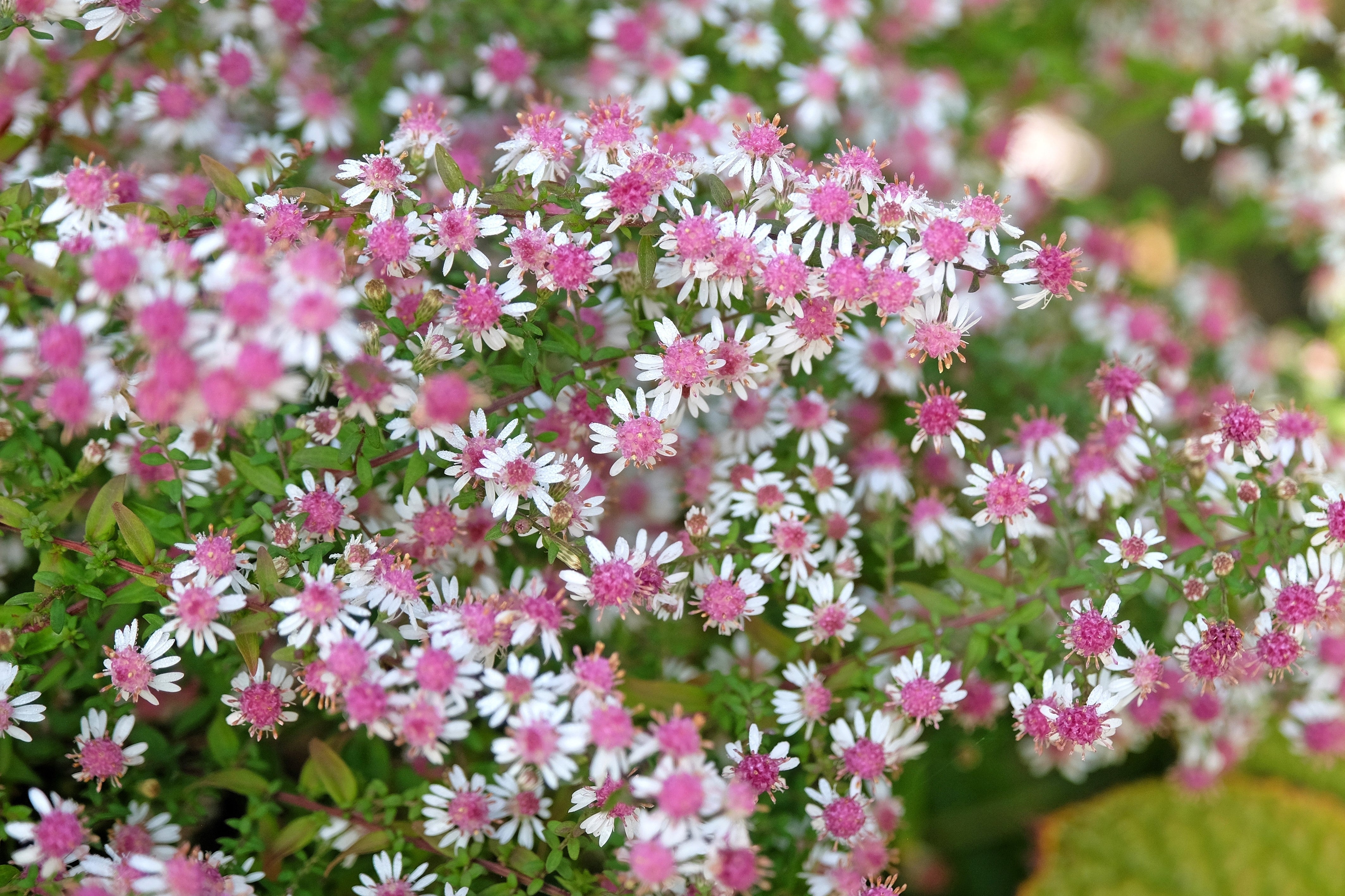 100 LADY In BLACK Calico ASTER Aster Lateriflorus Flower Seeds