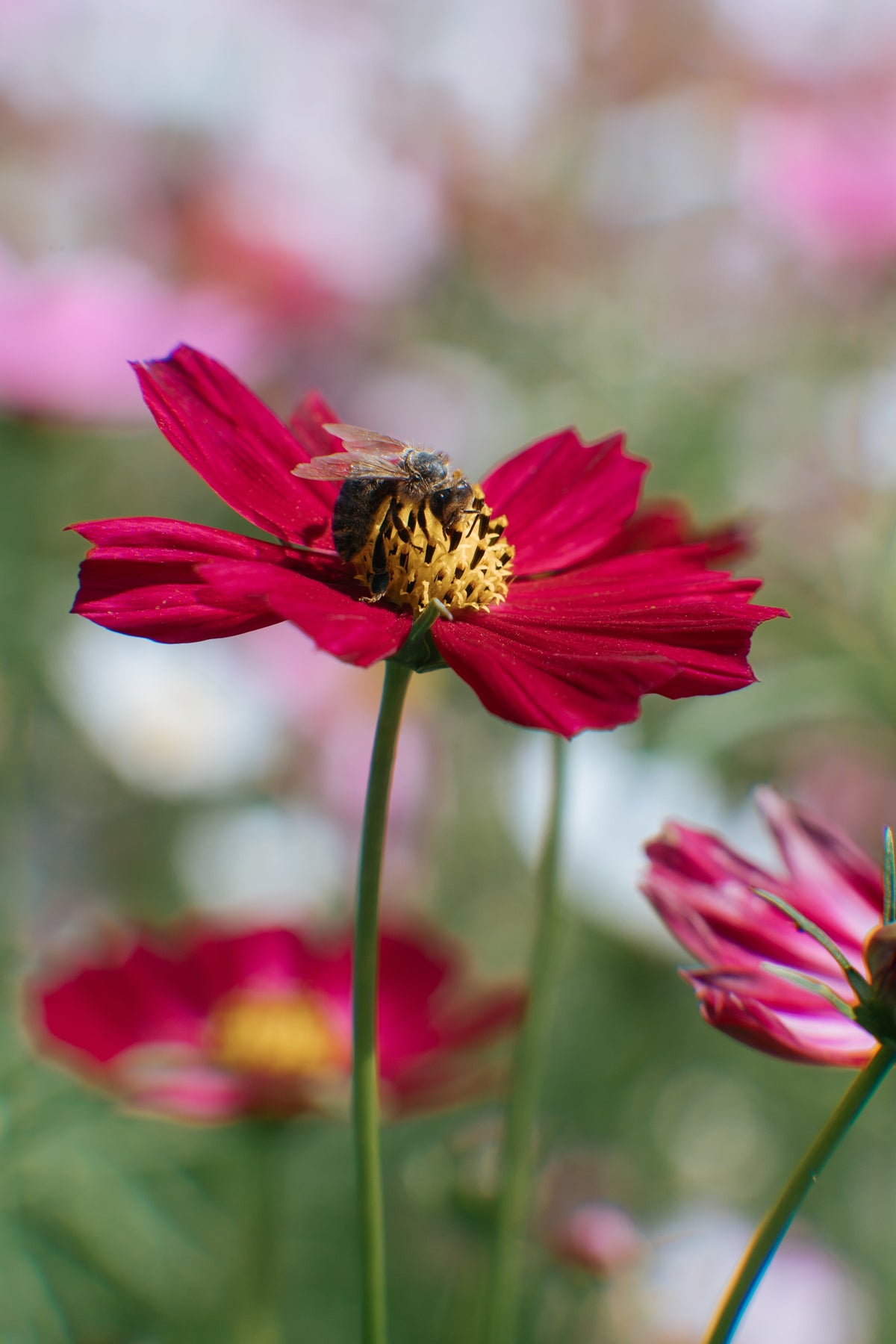 300 RED COSMOS DAZZLER Cosmos Bipinnatus Flower Seeds