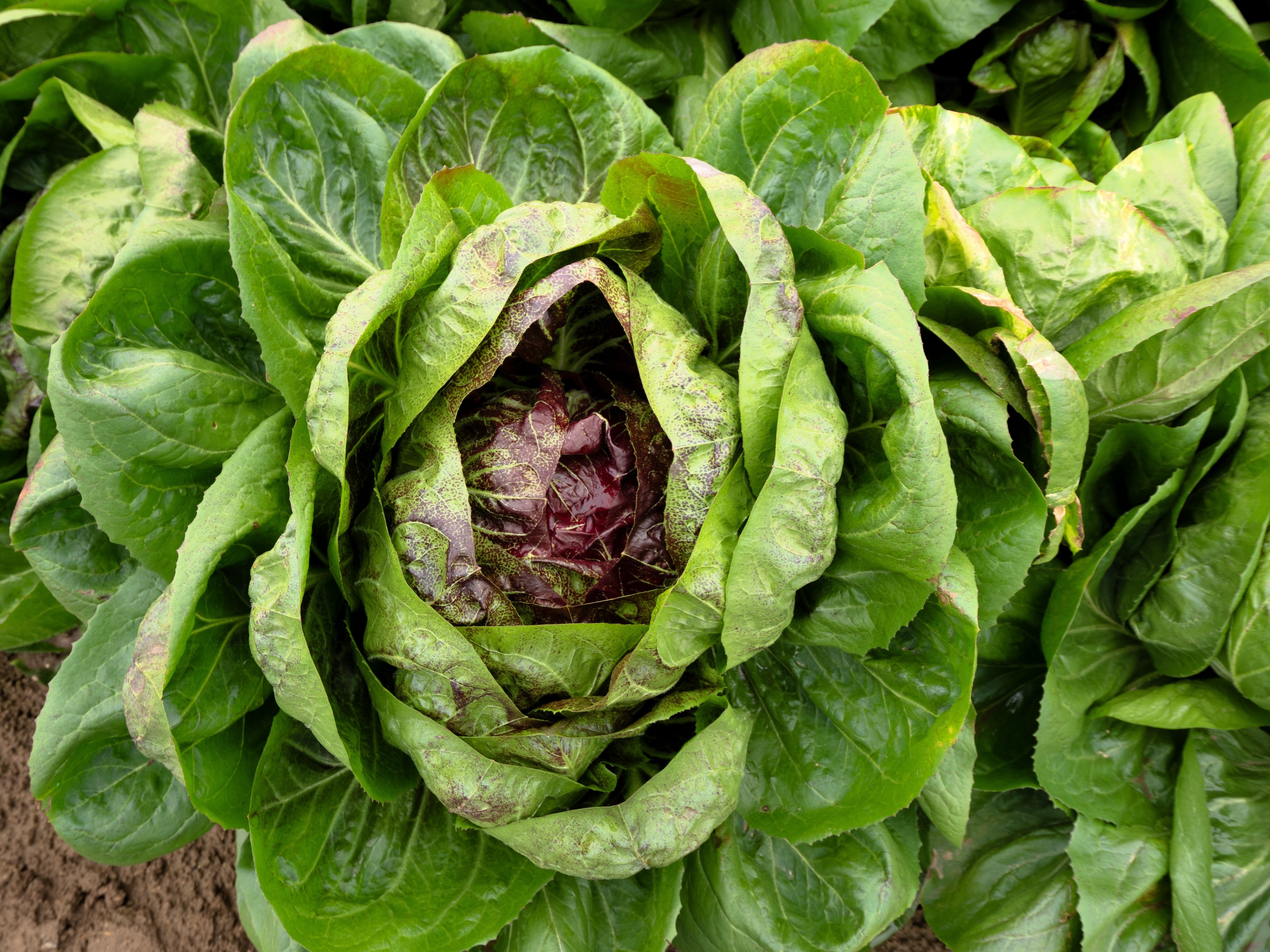 100 ROSSA Di VERONA RADICCHIO / Endive Italian Cichorium Intybus Vegetable Seeds