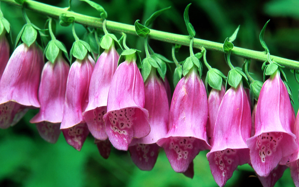 1000 PINK FOXGLOVE Digiitalis Purpurea Flower Seeds