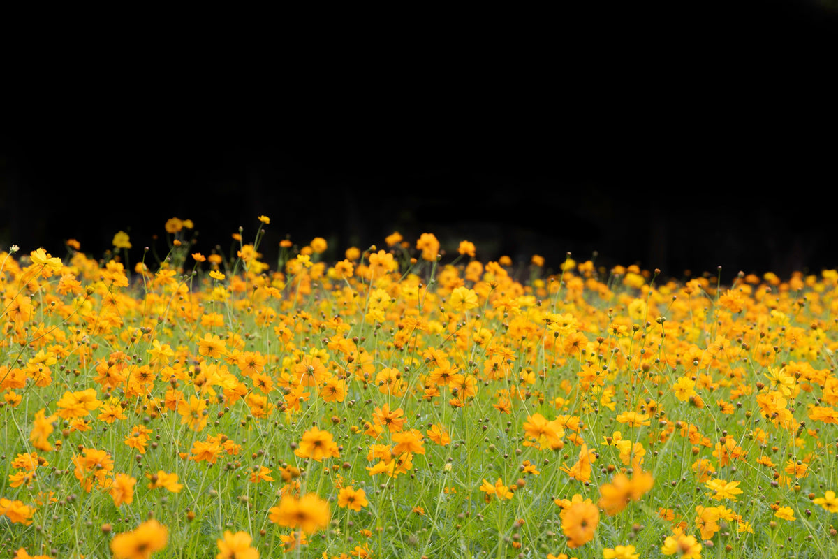 300 YELLOW SULPHUR COSMOS Bipinnatus Flower Seeds