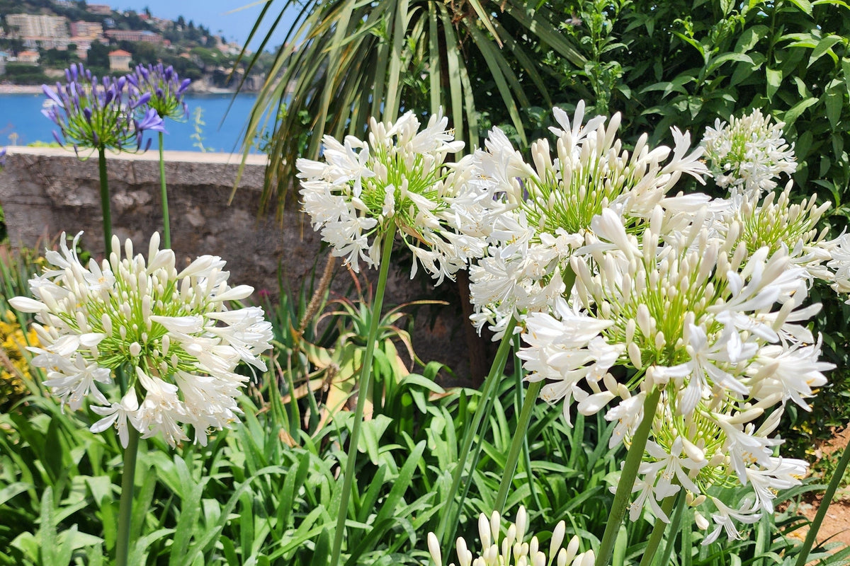 25 WHITE LILY of the NILE Agapanthus Orientalis African Lily Flower Seeds