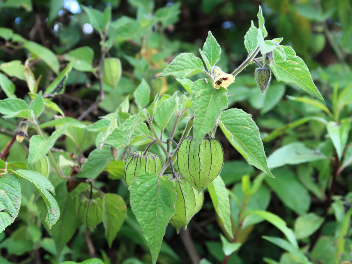 200 Organic GROUND CHERRY Physalis Pruinosa ( Golden Strawberry / Chinese Lantern ) Vegetable Seeds