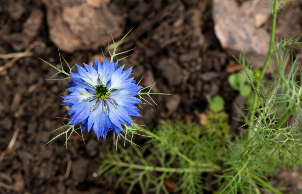 400 Blue & White LOVE IN A MIST Nigella Damascena Fennel Flower Seeds