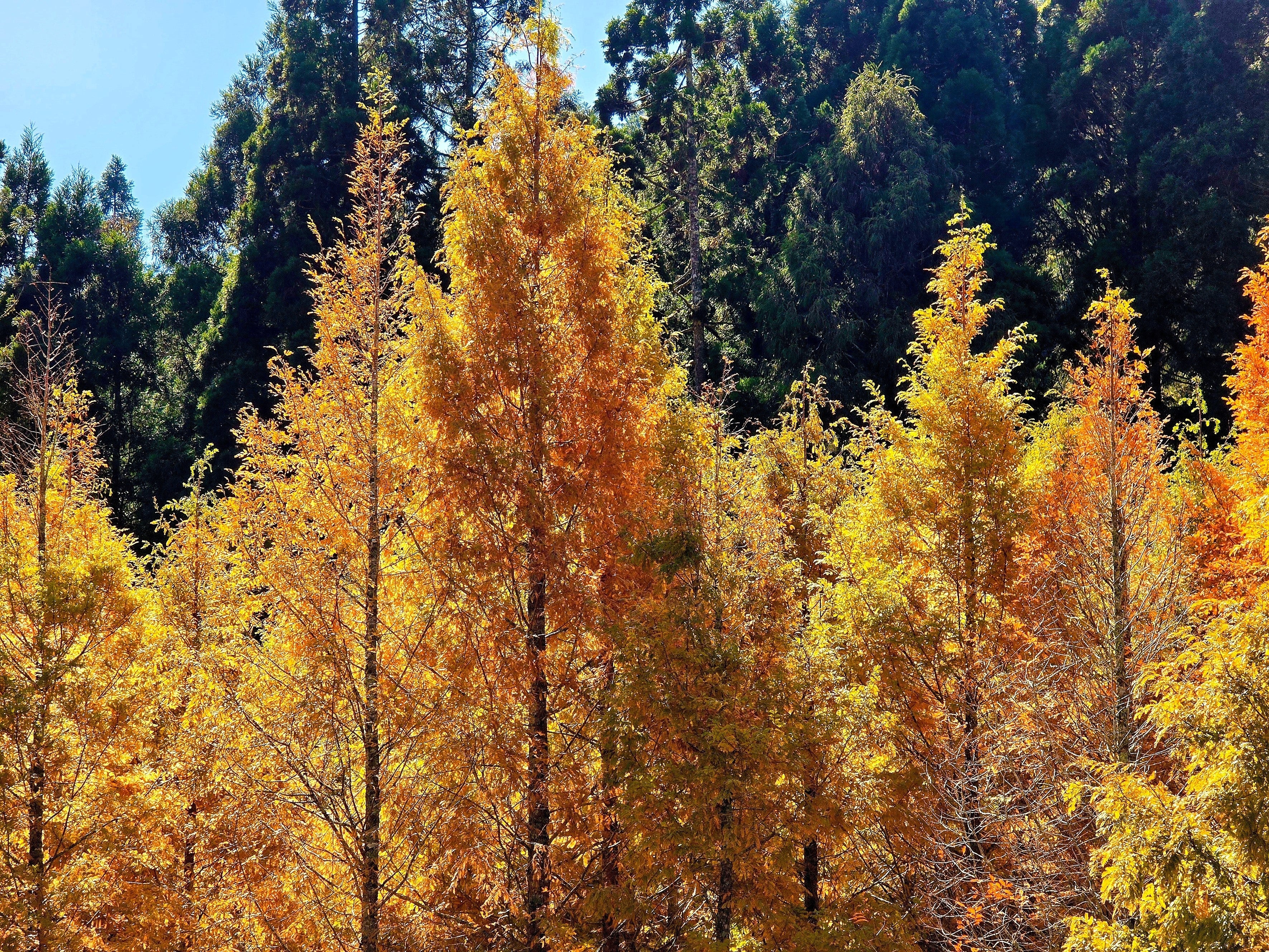 20 DAWN REDWOOD Tree Metasequoia Glyptostroboides Conifer Seeds