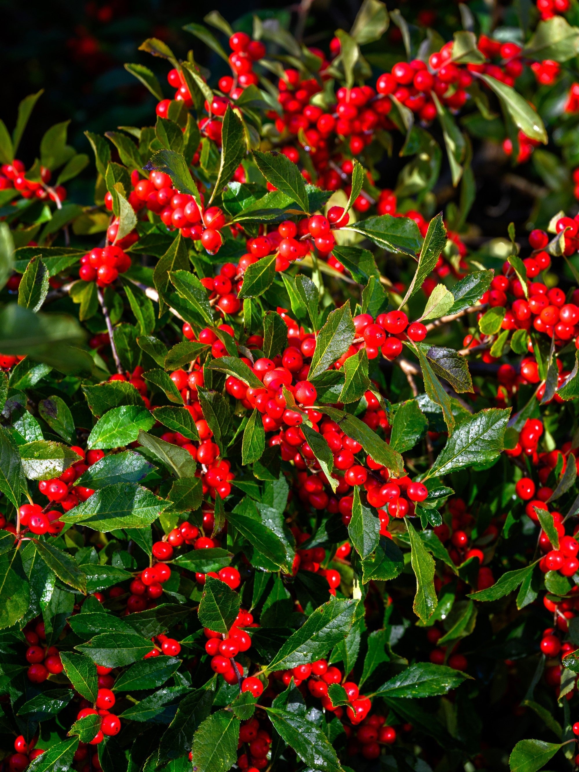 50 WINTERBERRY Holly Ilex Verticillata - Candian Holly  / Fever Bush / Black Alder Tree Shrub Red Berry White Flower Seeds