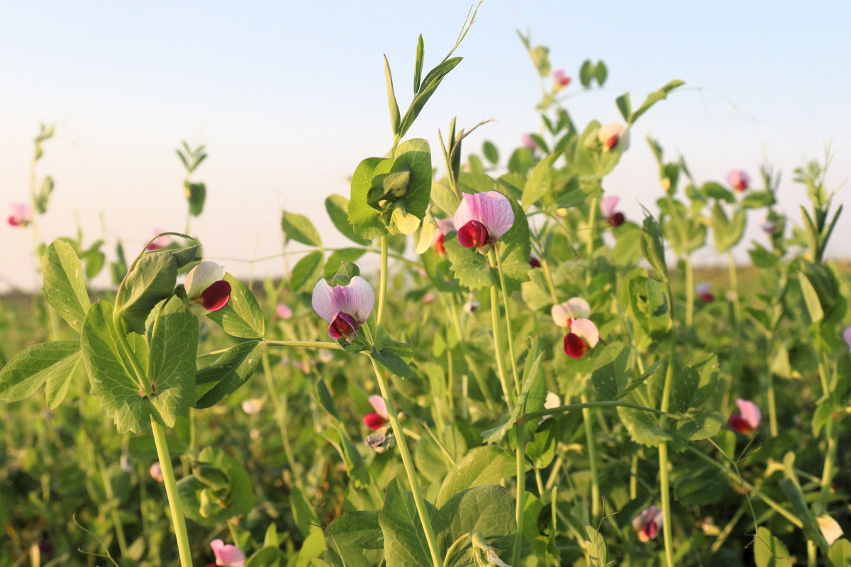 50 AUSTRIAN WINTER PEA Caley Flower Pisum Sativum Ground Cover Crop Legume Seeds