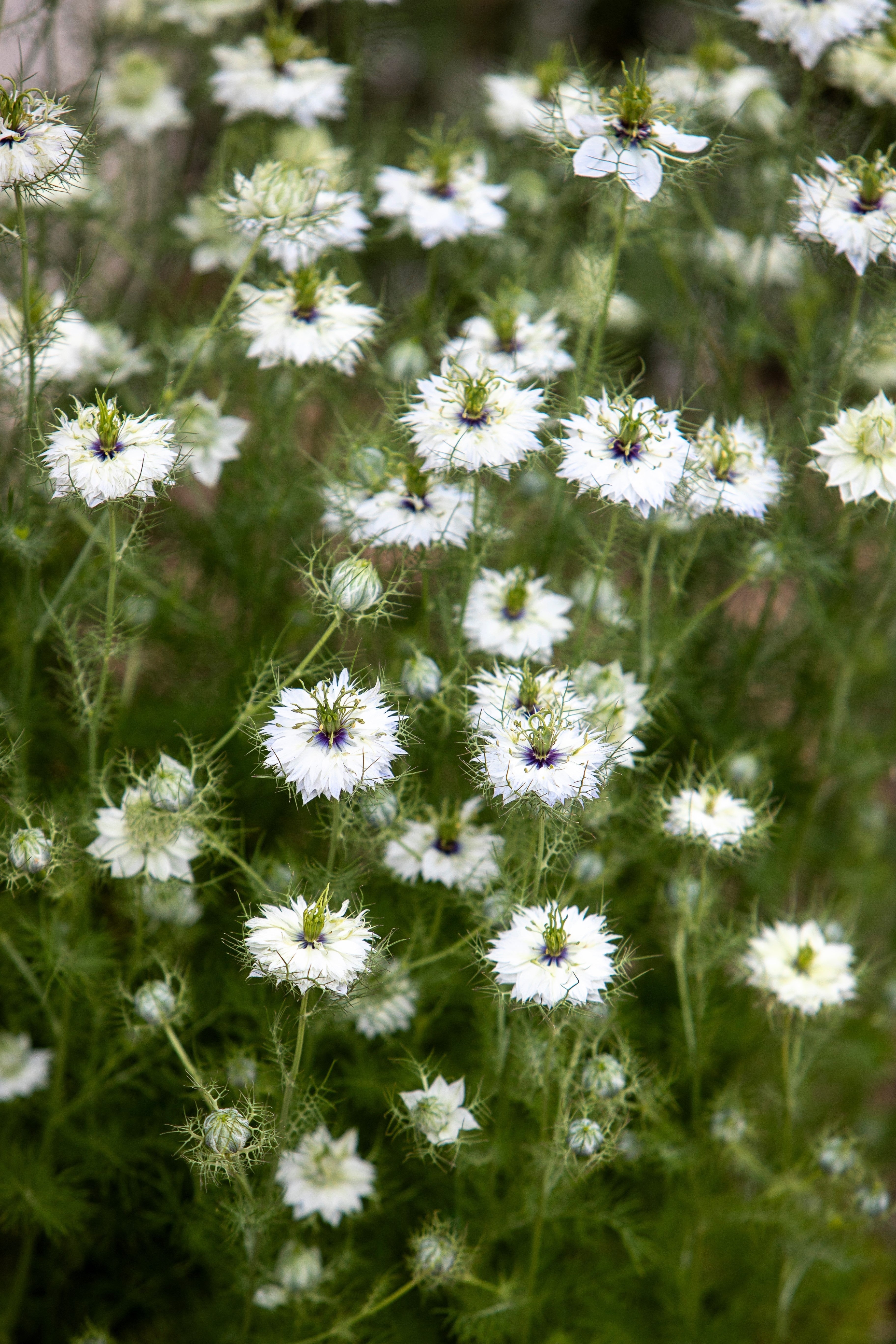 500 White LOVE IN A MIST ( Fennel Flower ) Nigella Damascena Flower Seeds