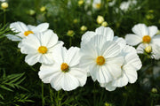 350 PURITY WHITE COSMOS Cosmos Bipinnatus Flower Seeds