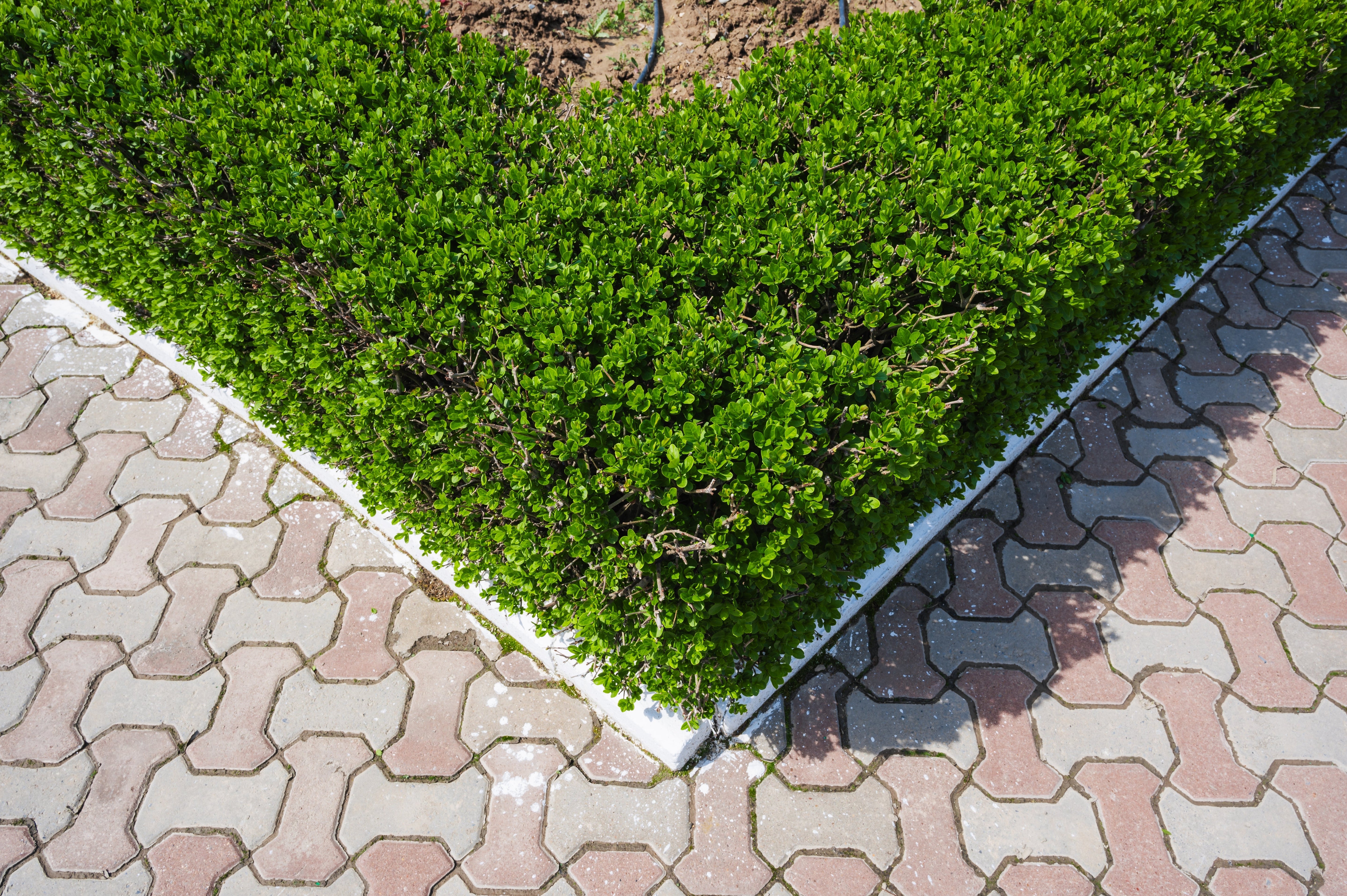 35 EUROPEAN PRIVET HEDGE Common Wild Ligustrum Vulgare Flower Shrub Seeds