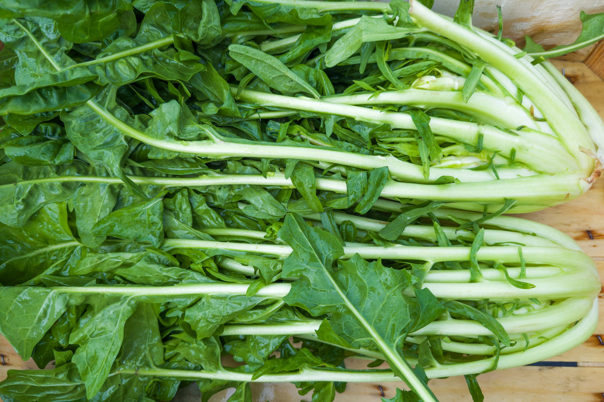 250 CICORIA CATALOGNA Puntarelle Chicorium Chicory Vegetable Seeds