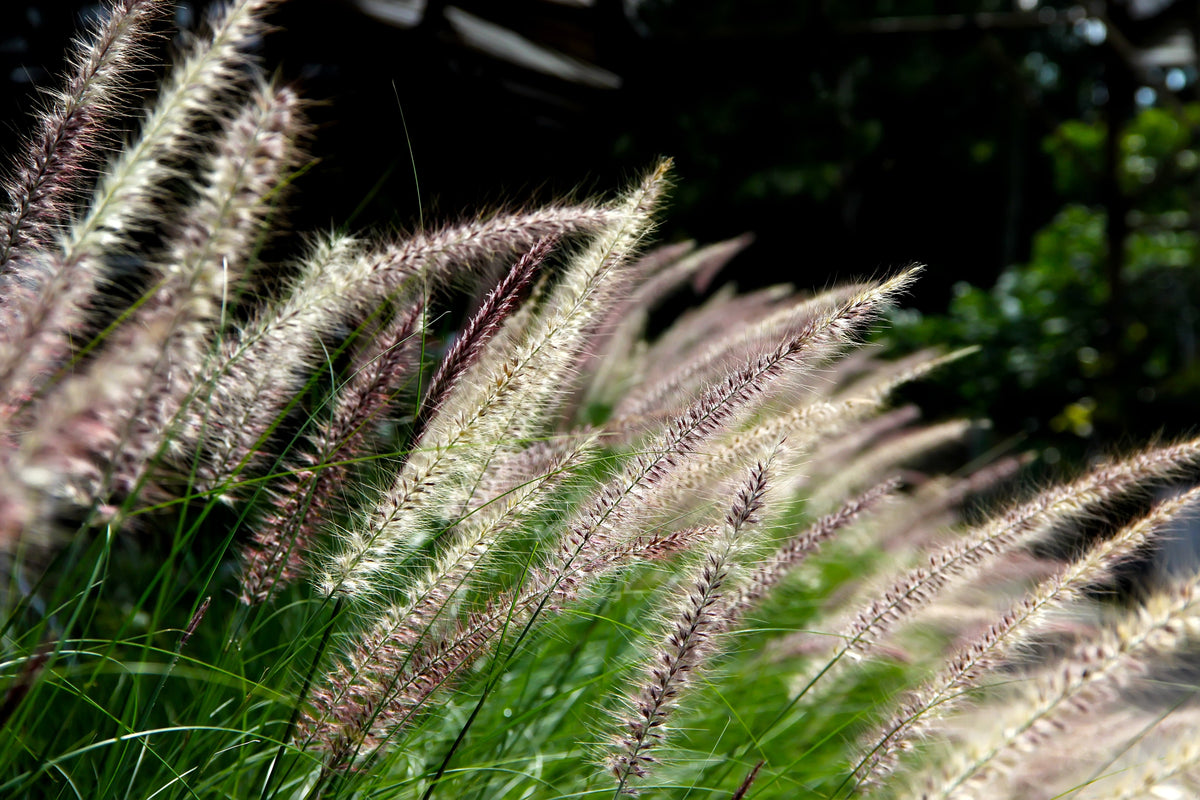 25 Dwarf Purple CHINESE FOUNTAIN GRASS Pennisetum Alopecuroides Hardy Ornamental Seeds