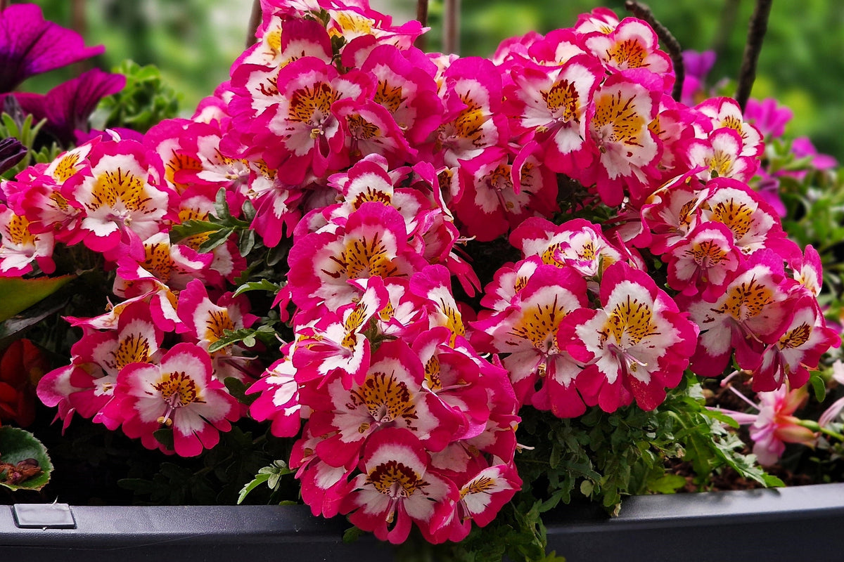 200 Mixed Colors BUTTERFLY ORCHID (Poor Mans Orchid / Angel Wings) Schizanthus Wisetonensis Flower Seeds