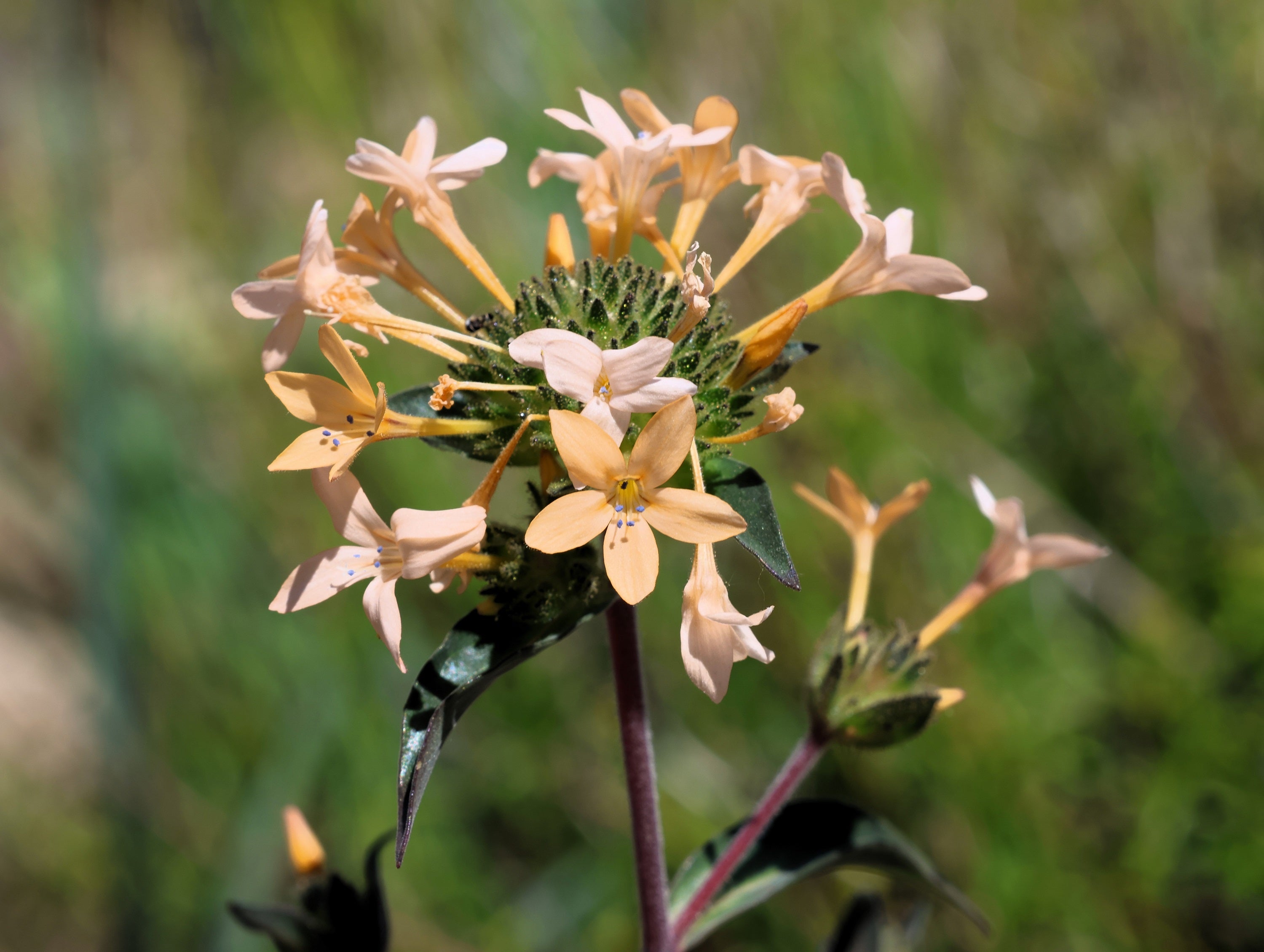 100 LARGE FLOWERED PHLOX Collomia Grandiflora Flower Seeds