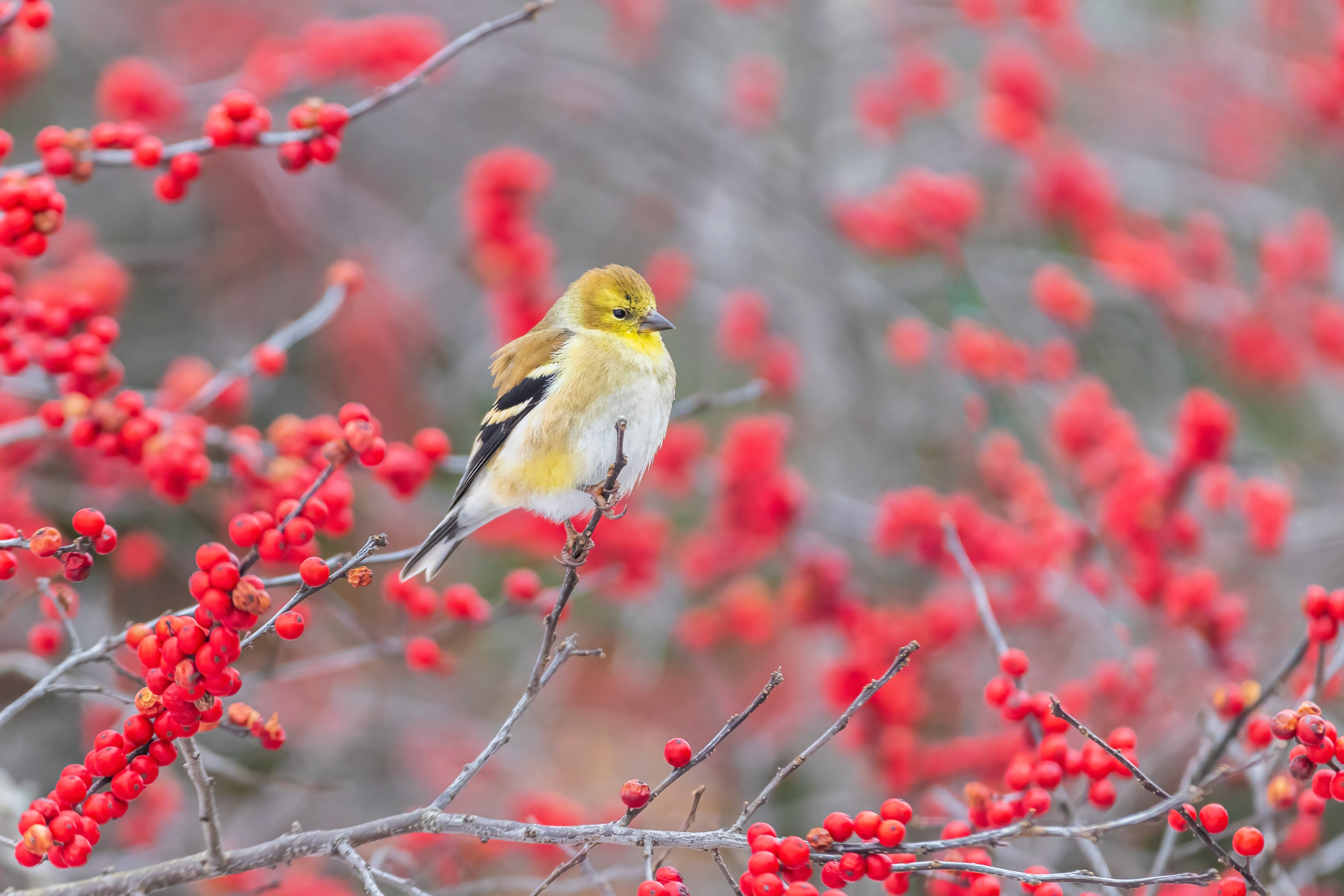 50 WINTERBERRY Holly Ilex Verticillata - Candian Holly  / Fever Bush / Black Alder Tree Shrub Red Berry White Flower Seeds
