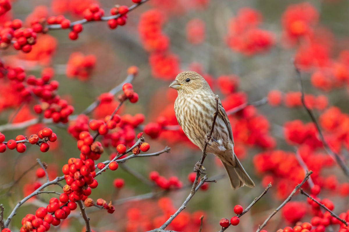 50 WINTERBERRY Holly Ilex Verticillata - Candian Holly  / Fever Bush / Black Alder Tree Shrub Red Berry White Flower Seeds