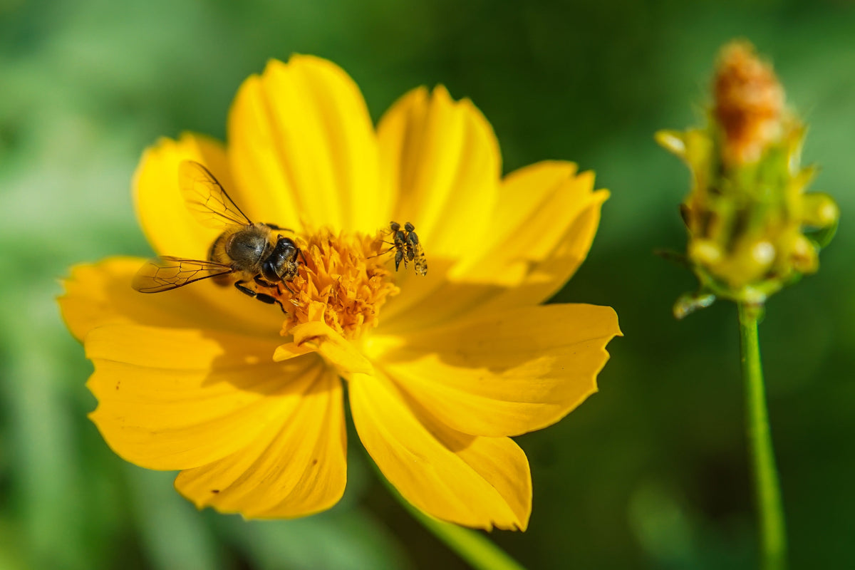 300 YELLOW SULPHUR COSMOS Bipinnatus Flower Seeds