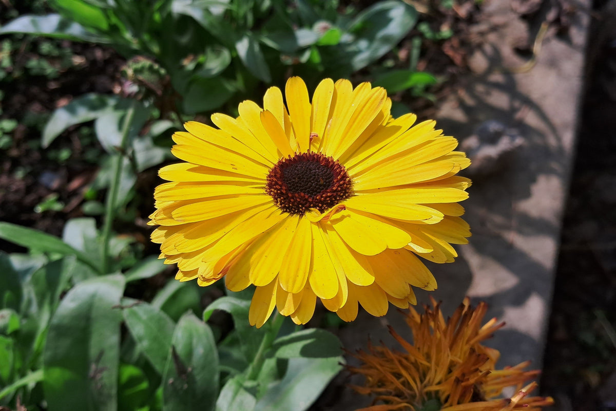 500 PACIFIC Beauty YELLOW MARIGOLD Calendula Officinalis Flower Seeds